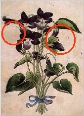 illusion_flowers2.jpg